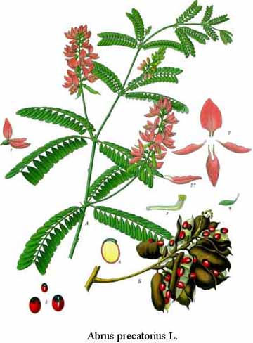 rosary pea